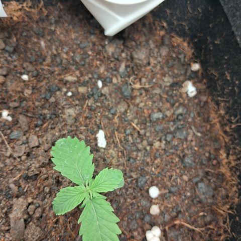Auto Gelato #01 growlog timeline photo