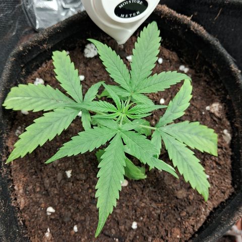 Brisant #1 growlog timeline photo