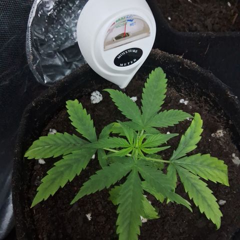 Brisant #1 growlog timeline photo