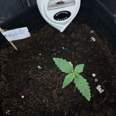 Auto Gelato #01 growlog timeline photo