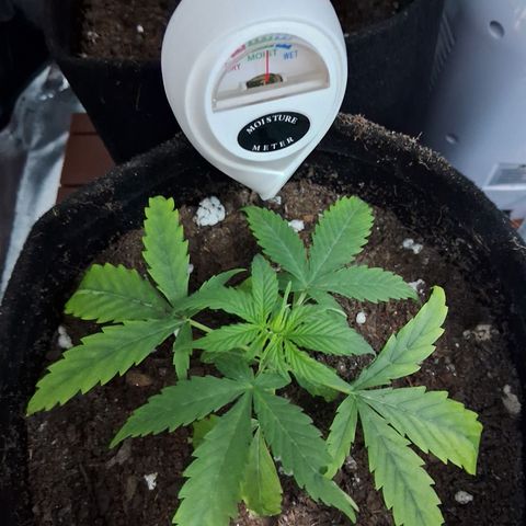 Brisant #1 growlog timeline photo