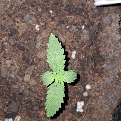 Auto Gelato #01 growlog timeline photo