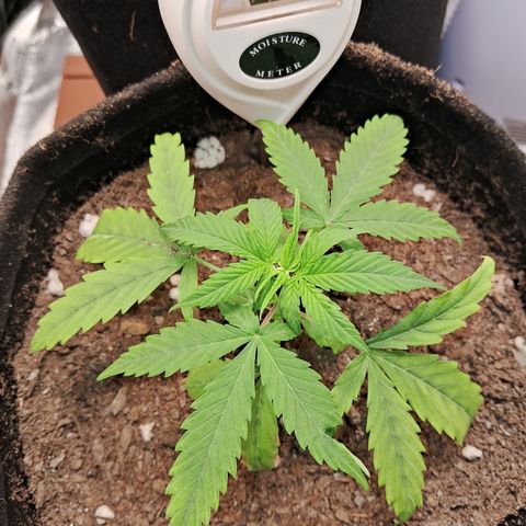 Brisant #1 growlog timeline photo