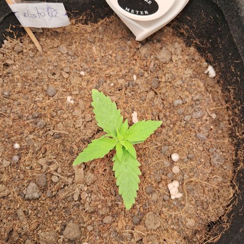 Auto Gelato #01 growlog timeline photo