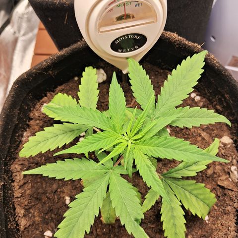 Brisant #1 growlog timeline photo
