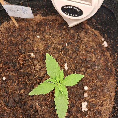 Auto Gelato #01 growlog timeline photo