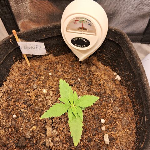 Auto Gelato #01 growlog timeline photo
