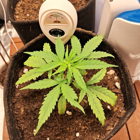 Brisant #1 growlog timeline photo