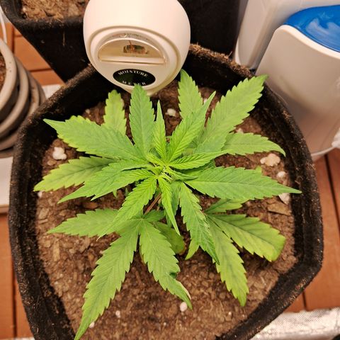 Brisant #1 growlog timeline photo