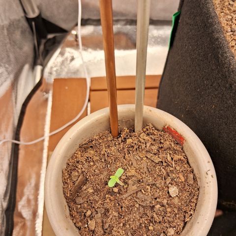 Purple Punch 00 growlog timeline photo