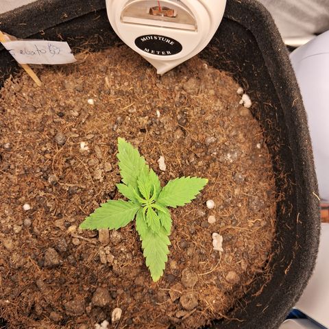 Auto Gelato #01 growlog timeline photo