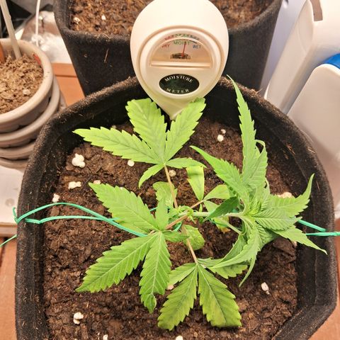 Brisant #1 growlog timeline photo