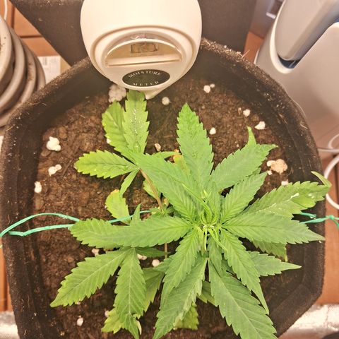 Brisant #1 growlog timeline photo