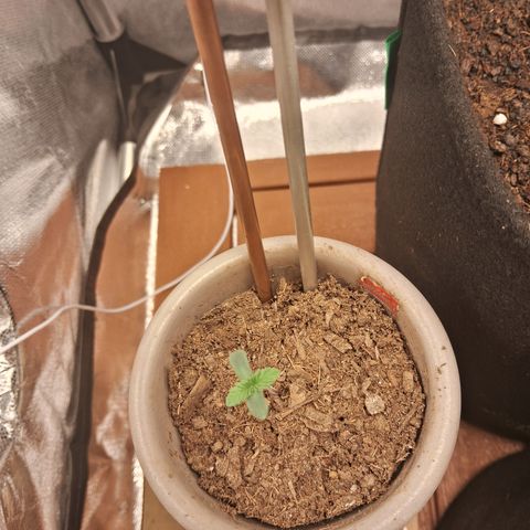Purple Punch 00 growlog timeline photo