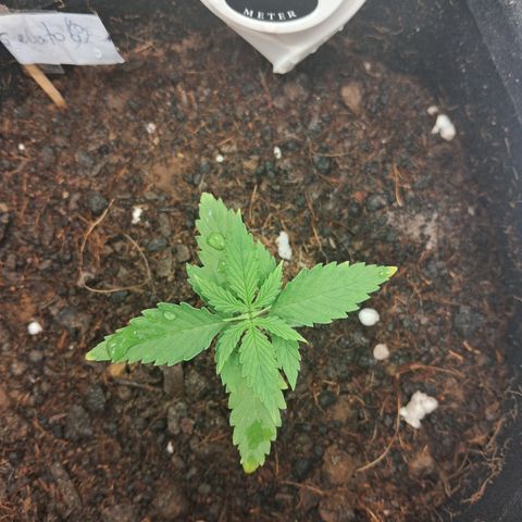 Auto Gelato #01 growlog timeline photo