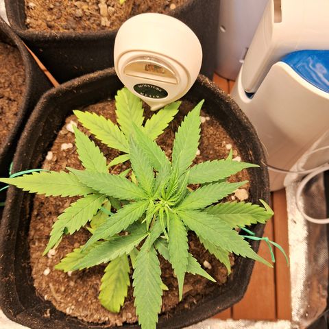 Brisant #1 growlog timeline photo