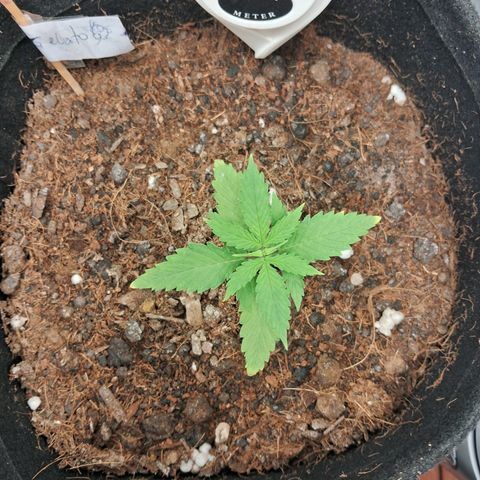 Auto Gelato #01 growlog timeline photo
