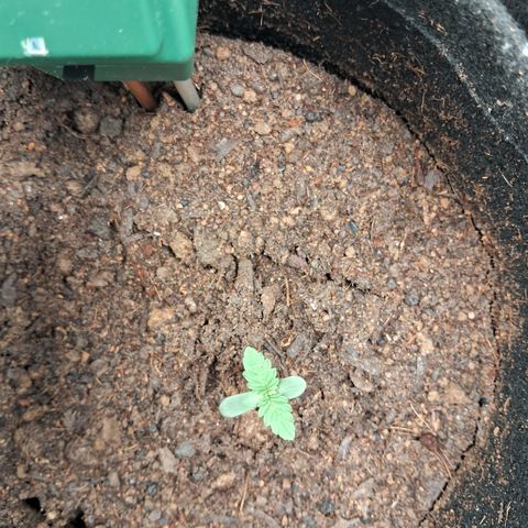 Purple Punch 00 growlog timeline photo