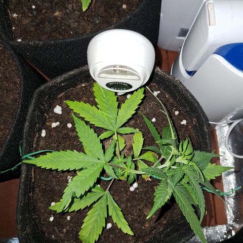 Brisant #1 growlog timeline photo
