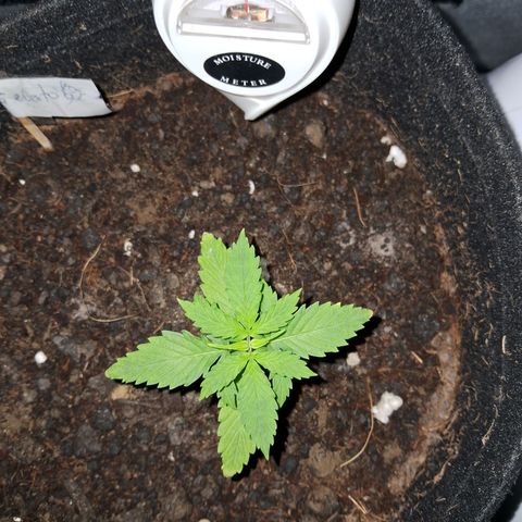 Auto Gelato #01 growlog timeline photo