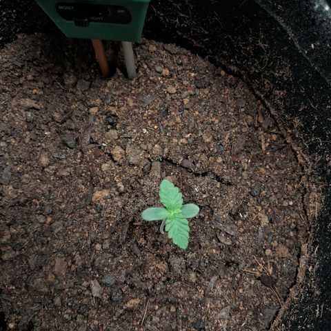 Purple Punch 00 growlog timeline photo