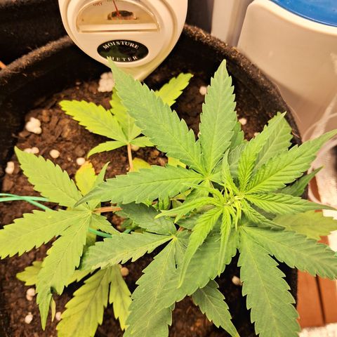Brisant #1 growlog timeline photo