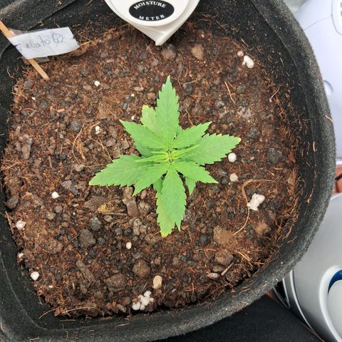 Auto Gelato #01 growlog timeline photo