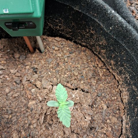 Purple Punch 00 growlog timeline photo