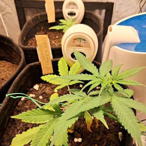 Brisant #1 growlog timeline photo
