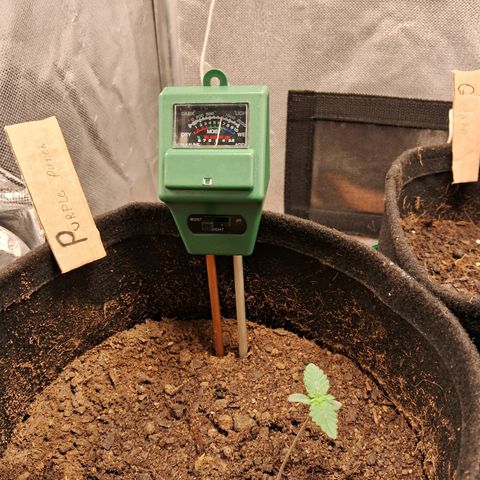 Purple Punch 00 growlog timeline photo