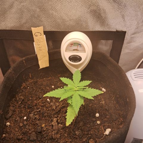 Auto Gelato #01 growlog timeline photo