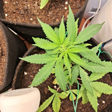 Brisant #1 growlog timeline photo