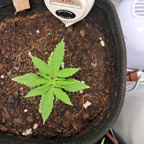 Auto Gelato #01 growlog timeline photo