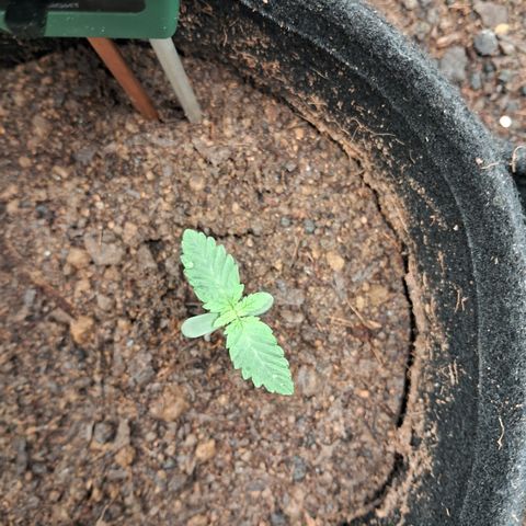 Purple Punch 00 growlog timeline photo