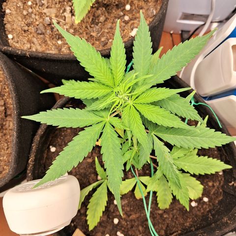 Brisant #1 growlog timeline photo