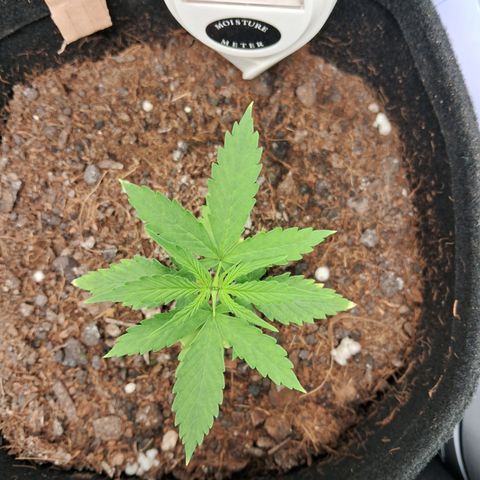 Auto Gelato #01 growlog timeline photo
