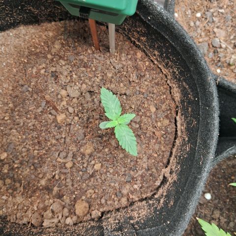 Purple Punch 00 growlog timeline photo