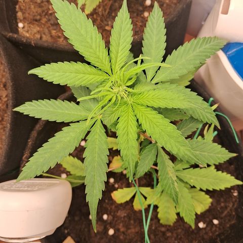 Brisant #1 growlog timeline photo