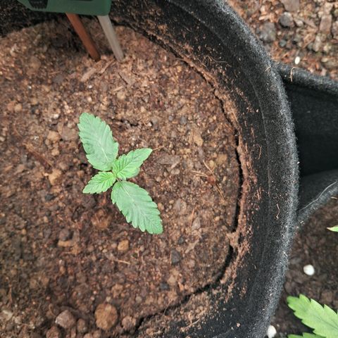 Purple Punch 00 growlog timeline photo