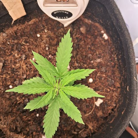 Auto Gelato #01 growlog timeline photo