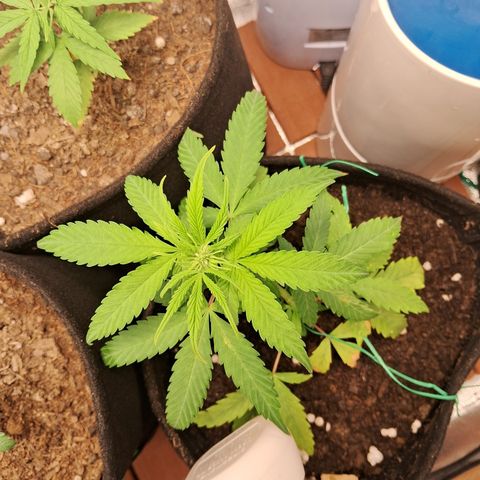 Brisant #1 growlog timeline photo