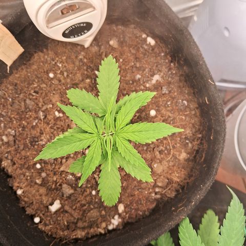 Auto Gelato #01 growlog timeline photo