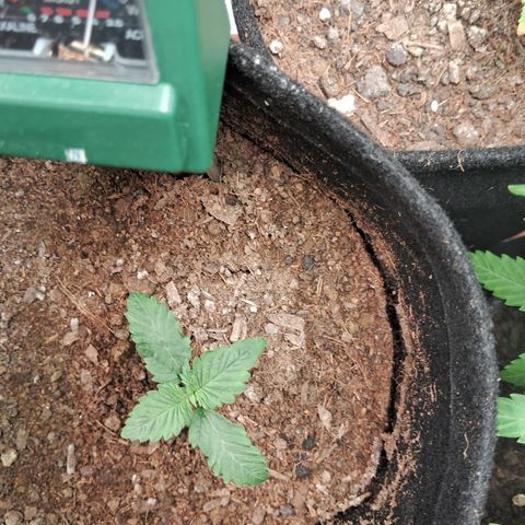 Purple Punch 00 growlog timeline photo