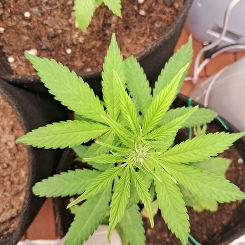 Brisant #1 growlog timeline photo