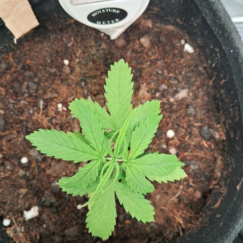 Auto Gelato #01 growlog timeline photo