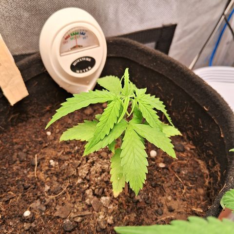 Auto Gelato #01 growlog timeline photo