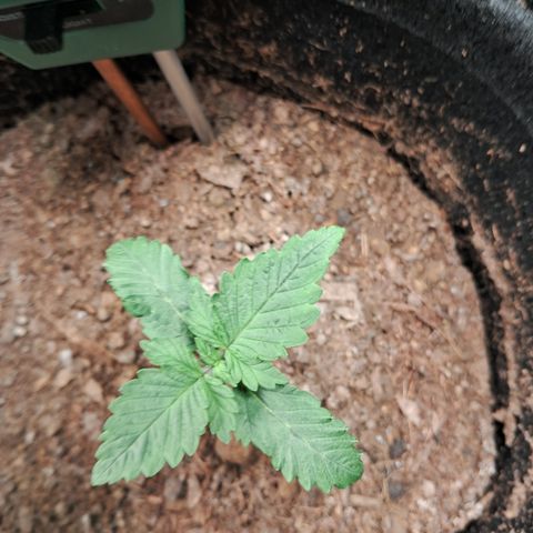 Purple Punch 00 growlog timeline photo