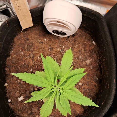 Auto Gelato #01 growlog timeline photo