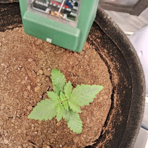Purple Punch 00 growlog timeline photo