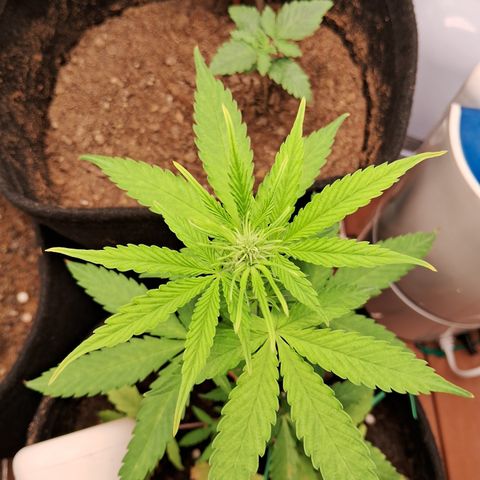 Brisant #1 growlog timeline photo